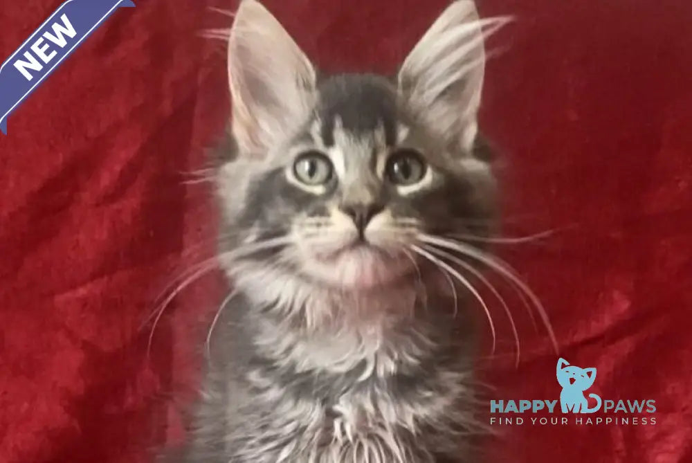 Bill Maine Coon male blue silver tabby live animals