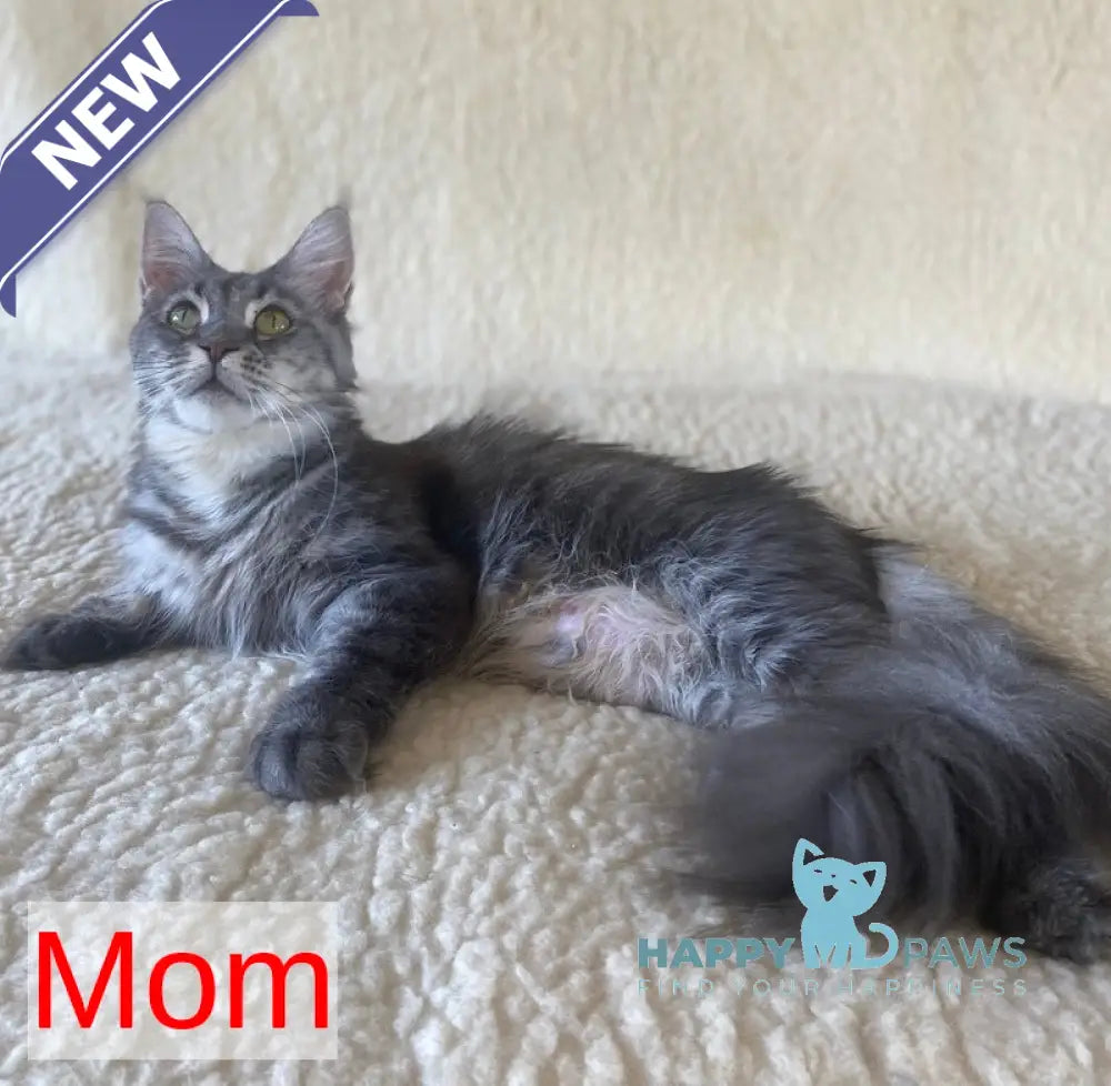 Bill Maine Coon male blue silver tabby live animals