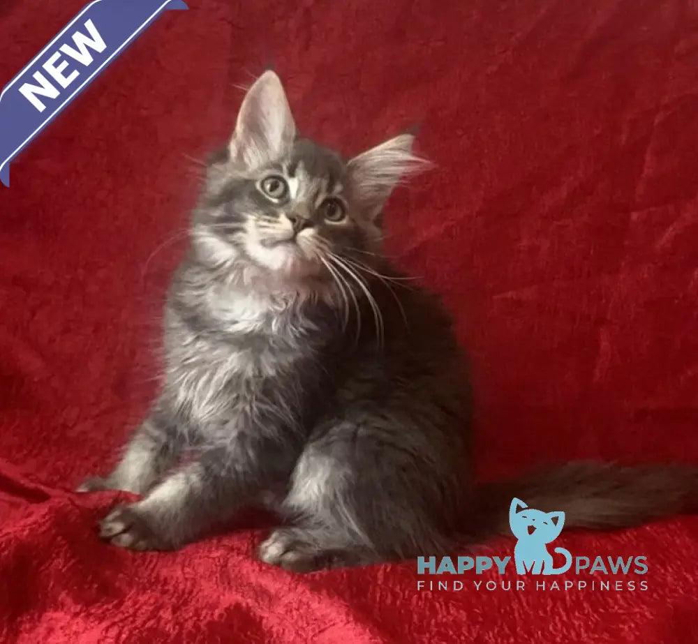 Bill Maine Coon male blue silver tabby live animals
