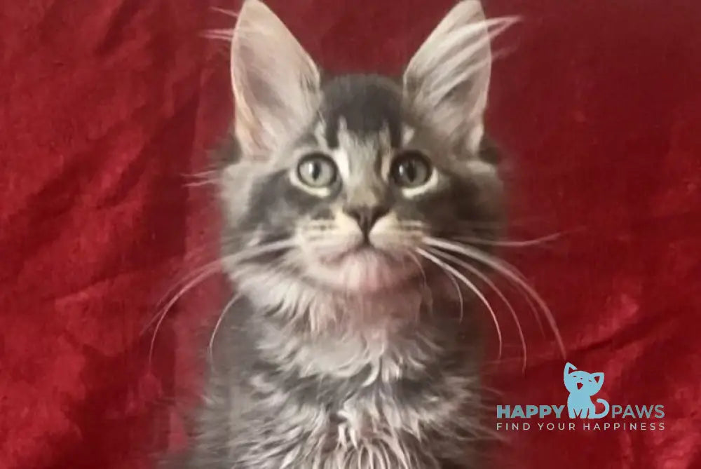 Bill Maine Coon male blue silver tabby live animals