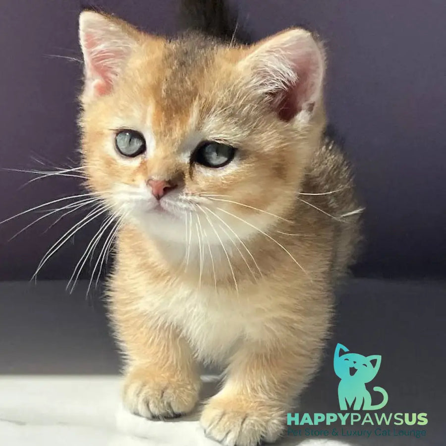Bill Munchkin male black golden ticked tabby - live animals