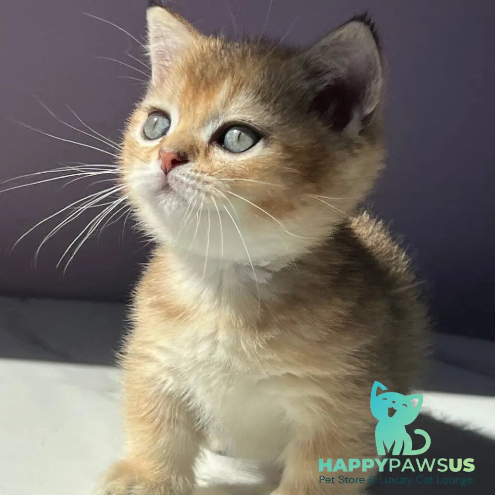 Bill Munchkin male black golden ticked tabby - live animals