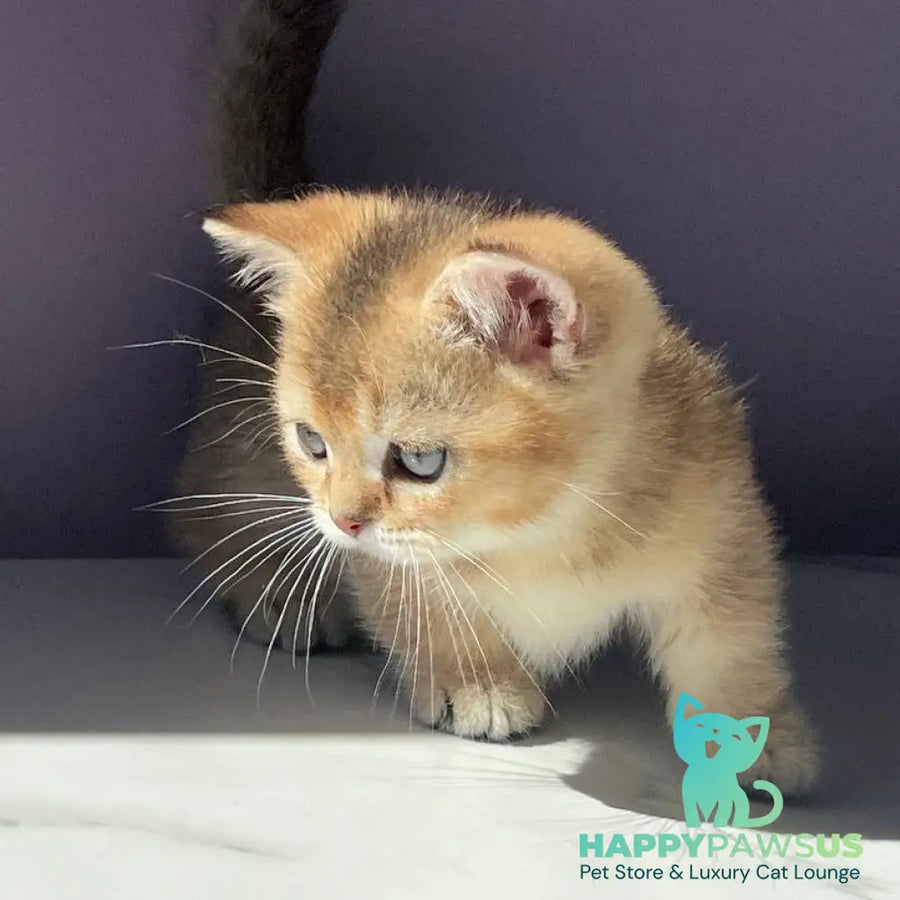 Bill Munchkin male black golden ticked tabby - live animals