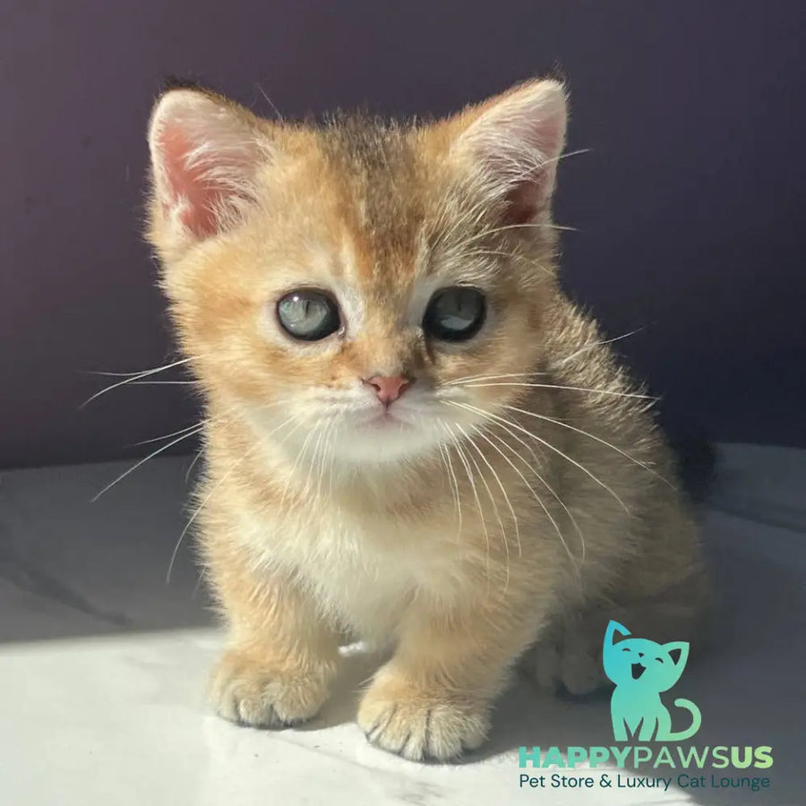 Bill Munchkin male black golden ticked tabby - live animals