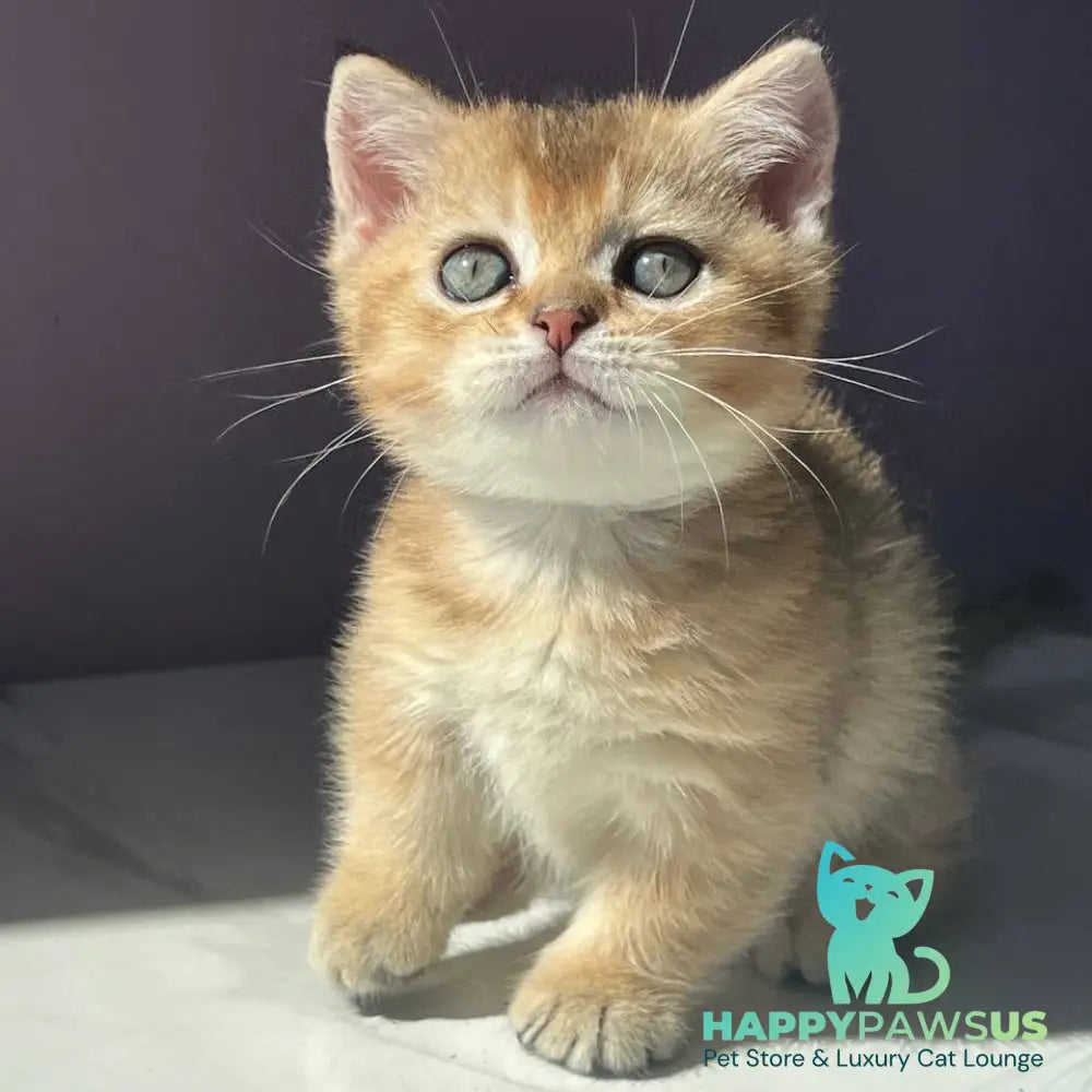 Bill Munchkin male black golden ticked tabby - live animals