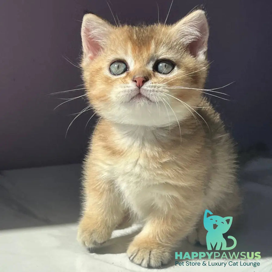 Bill Munchkin male black golden ticked tabby - live animals