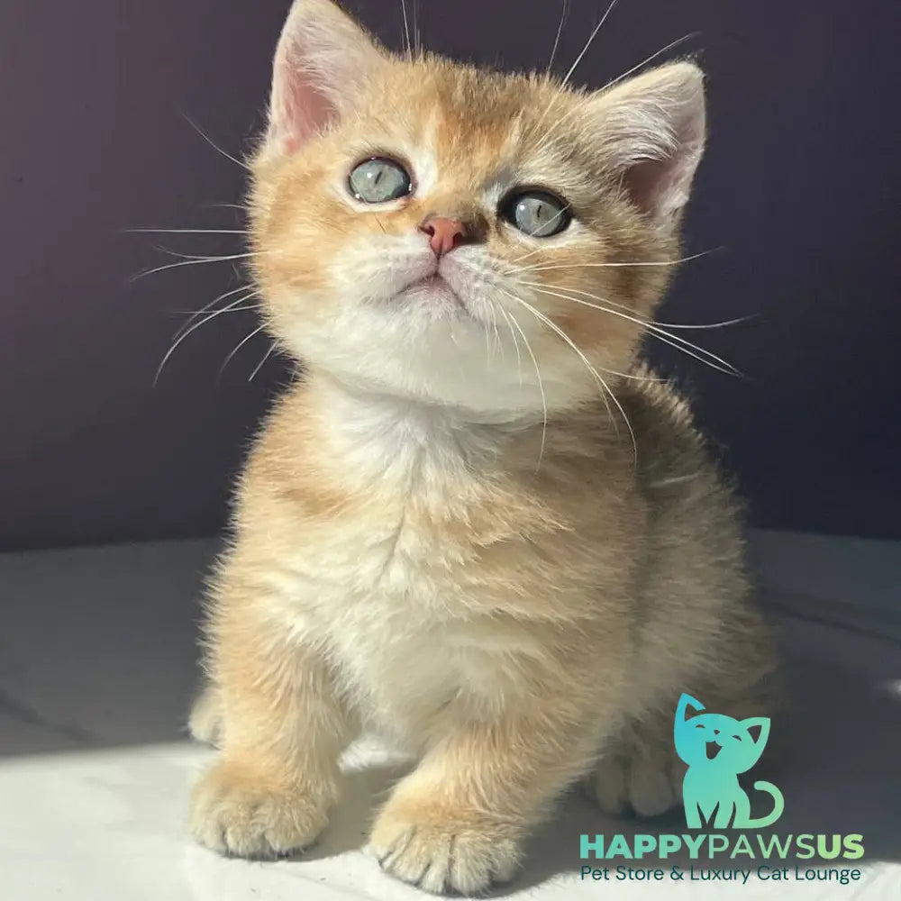 Bill Munchkin male black golden ticked tabby - live animals
