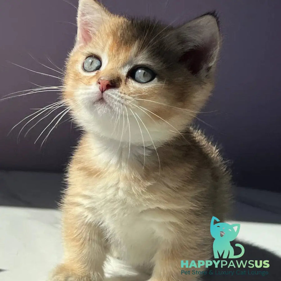Bill Munchkin male black golden ticked tabby - live animals