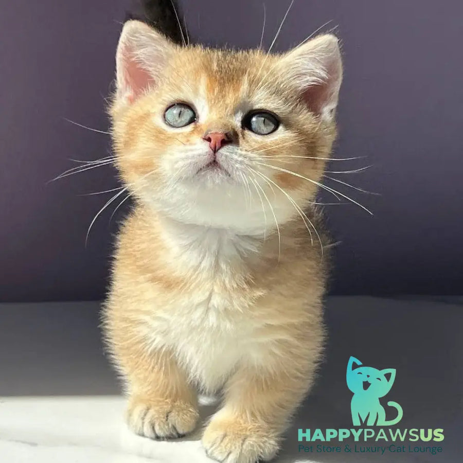 Bill Munchkin male black golden ticked tabby - live animals