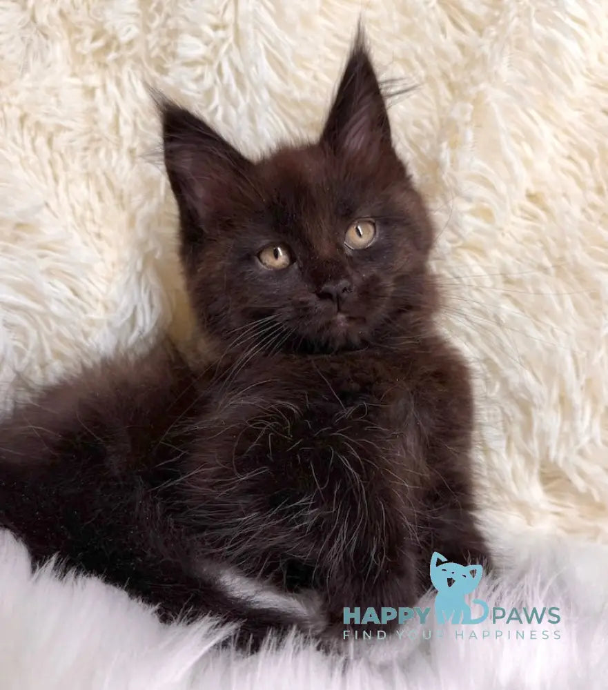 Billa Maine Coon Female Black Live Animals