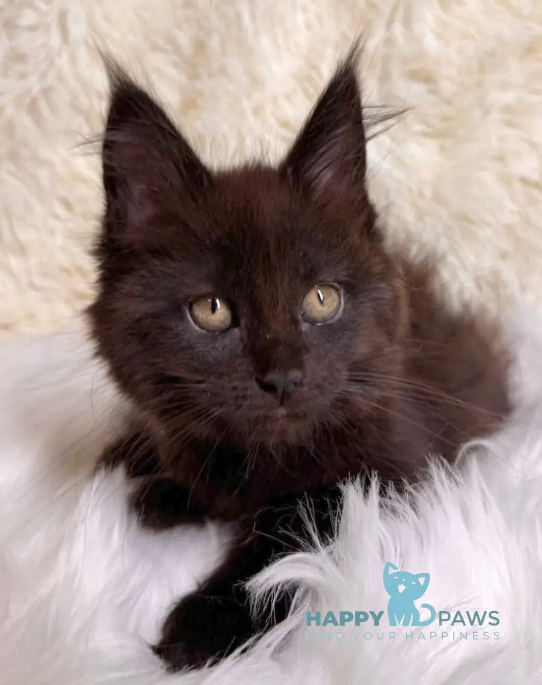 Billa Maine Coon Female Black Live Animals