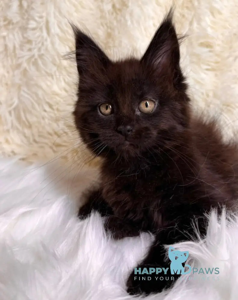 Billa Maine Coon Female Black Live Animals