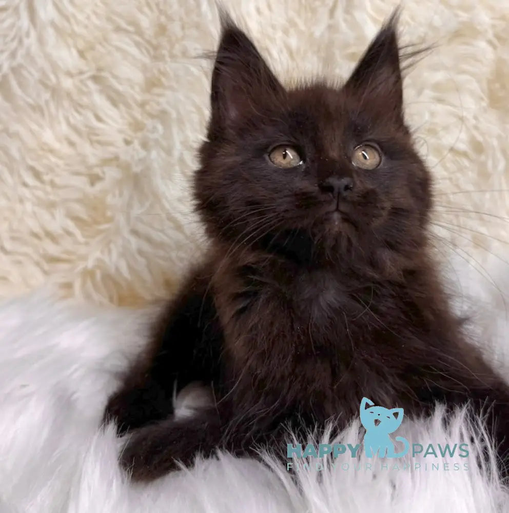 Billa Maine Coon Female Black Live Animals