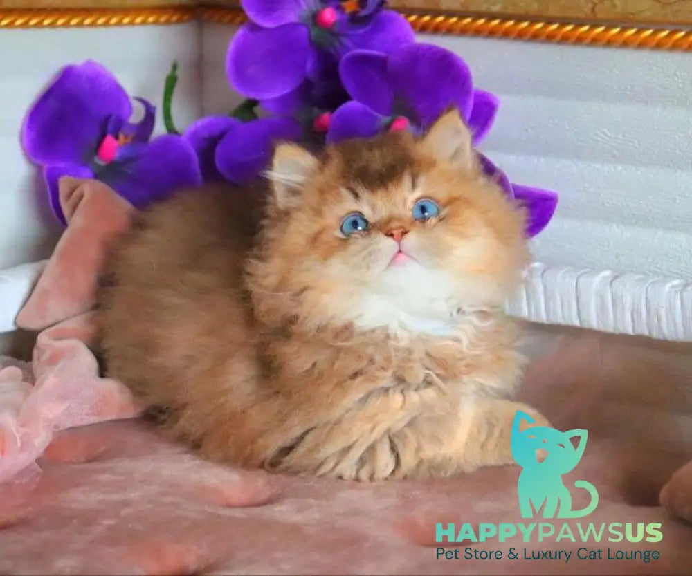 Billi British Longhair male chocolate golden ticked tabby - live animals