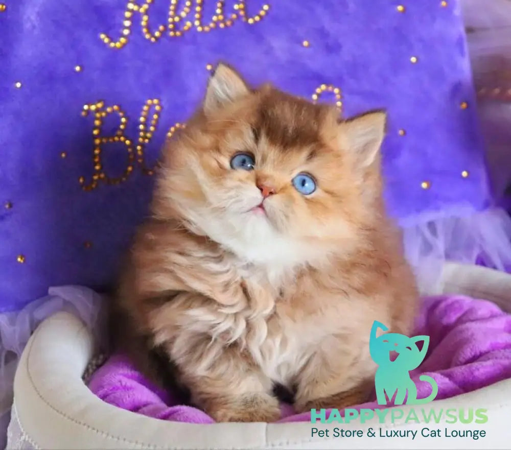 Billi British Longhair male chocolate golden ticked tabby - live animals