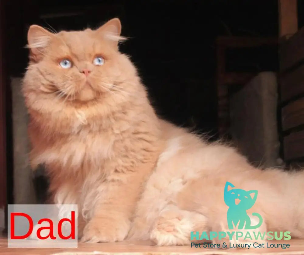 Billi British Longhair male chocolate golden ticked tabby - live animals