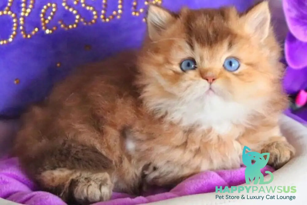 Billi British Longhair male chocolate golden ticked tabby - live animals