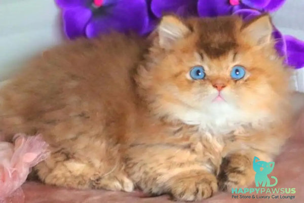 Billi British Longhair male chocolate golden ticked tabby - live animals