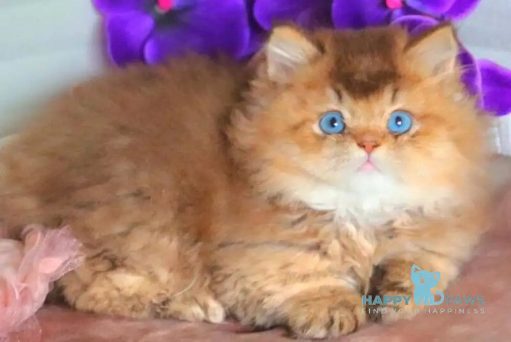 Billi British Longhair male chocolate golden ticked tabby - live animals