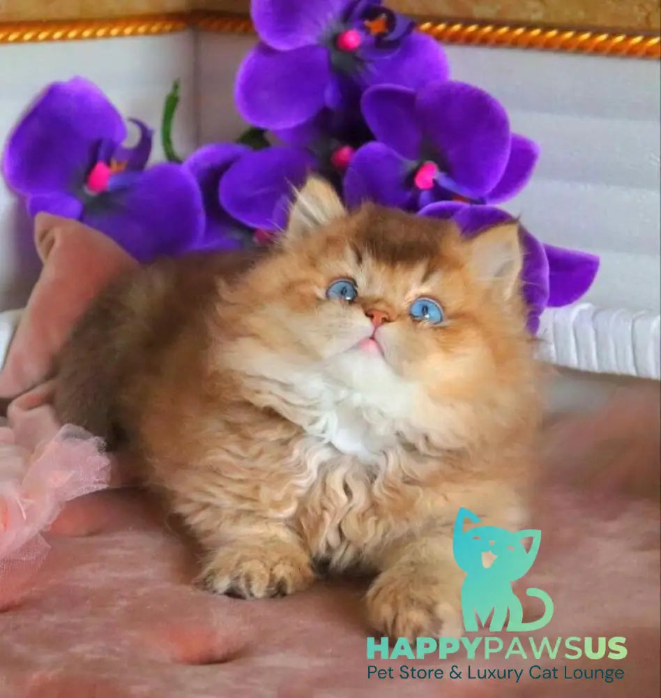 Billi British Longhair male chocolate golden ticked tabby - live animals