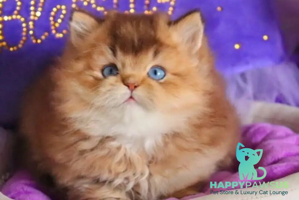 Billi British Longhair male chocolate golden ticked tabby - live animals
