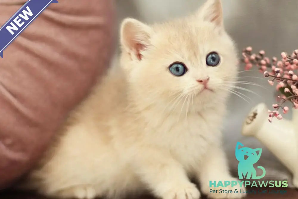 Billi British Shorthair male blue golden shaded - live animals