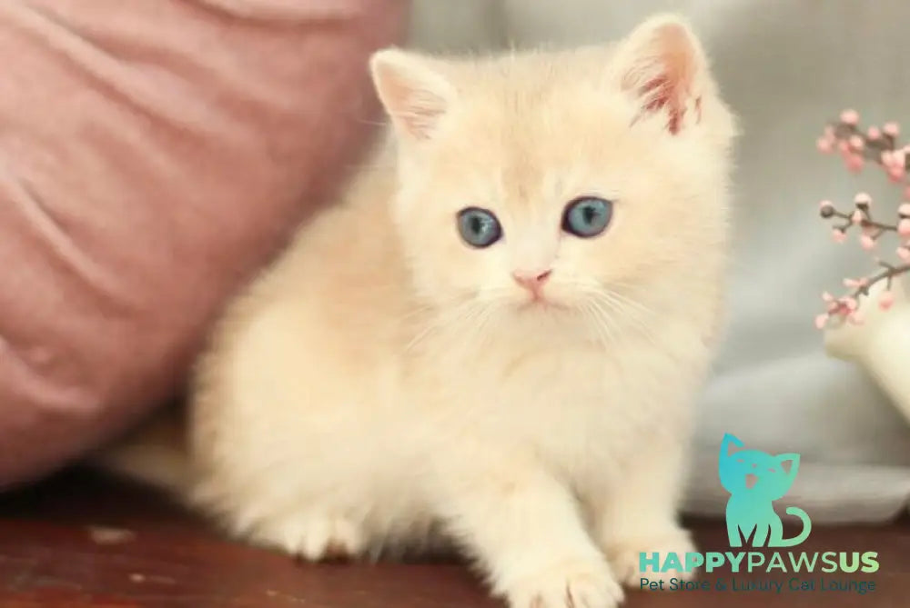 Billi British Shorthair male blue golden shaded - live animals