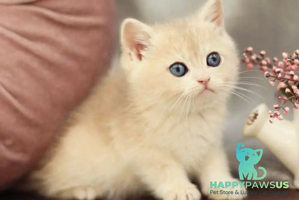 Billi British Shorthair male blue golden shaded - live animals