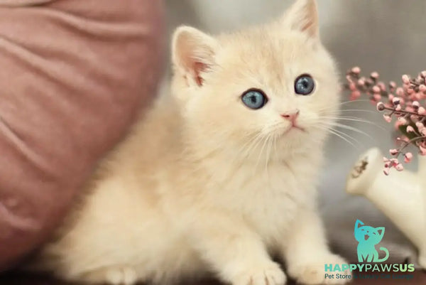 Billi British Shorthair male blue golden shaded - live animals