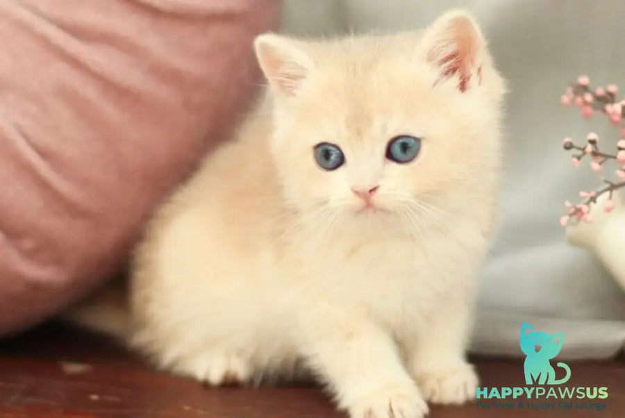 Billi British Shorthair male blue golden shaded - live animals