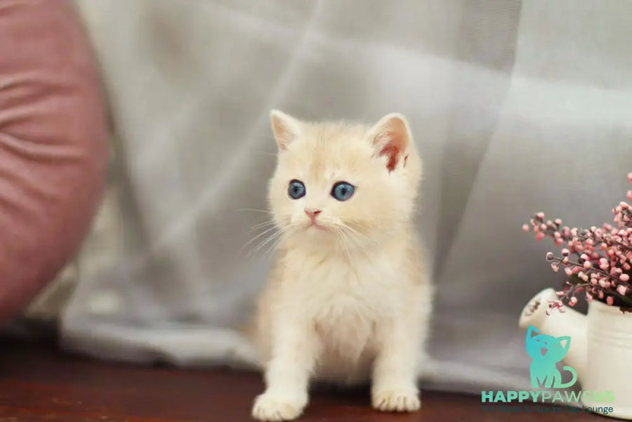 Billi British Shorthair male blue golden shaded - live animals