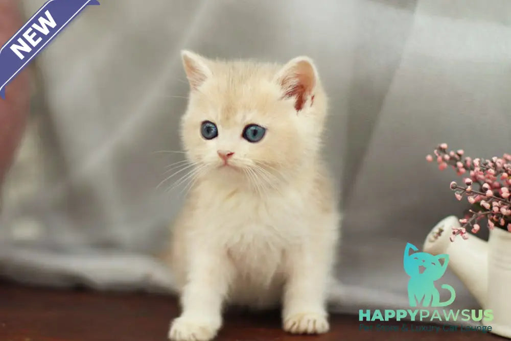 Billi British Shorthair male blue golden shaded - live animals