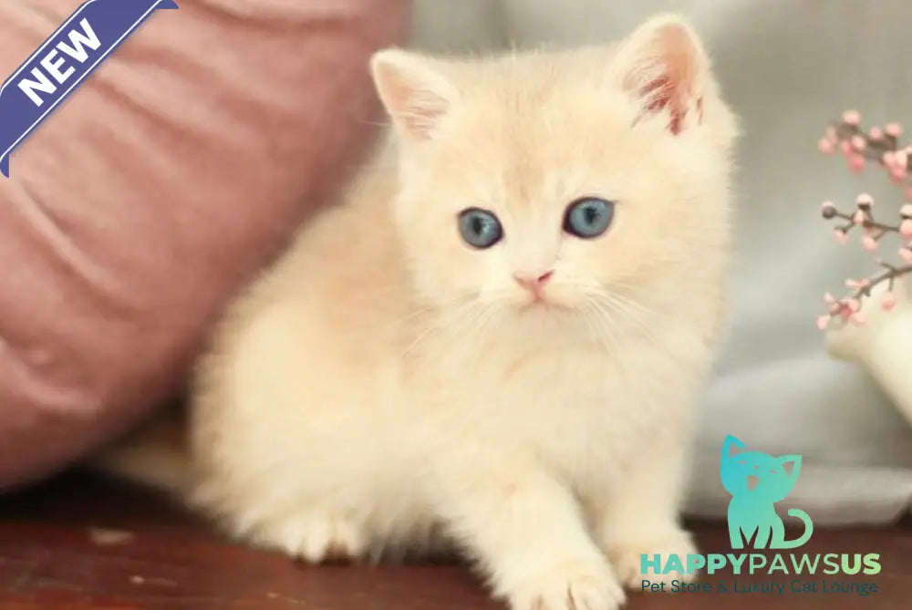 Billi British Shorthair male blue golden shaded - live animals