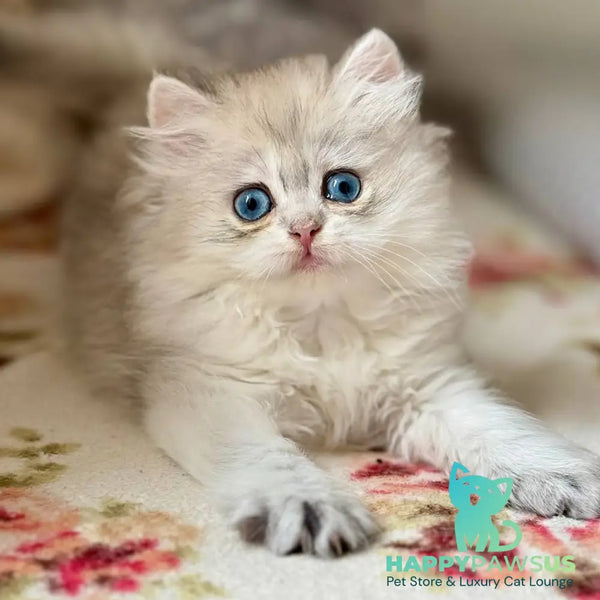 Billy British Longhair female black silver ticked tabby - live animals