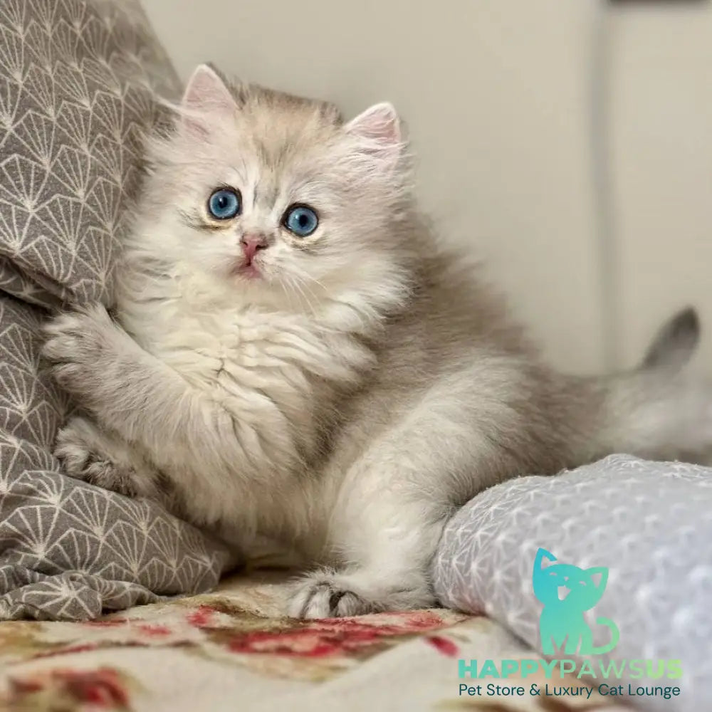 Billy British Longhair female black silver ticked tabby - live animals