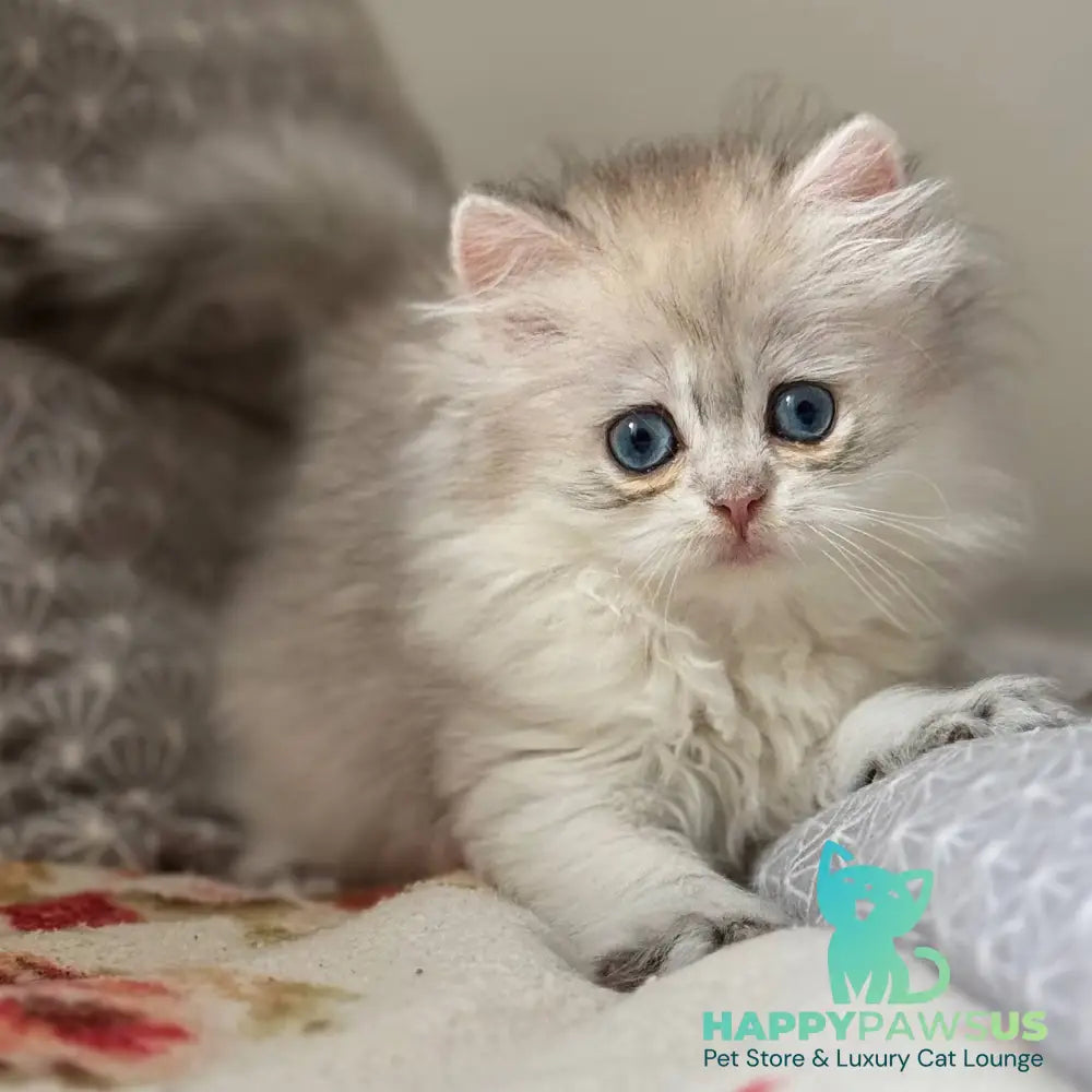 Billy British Longhair female black silver ticked tabby - live animals