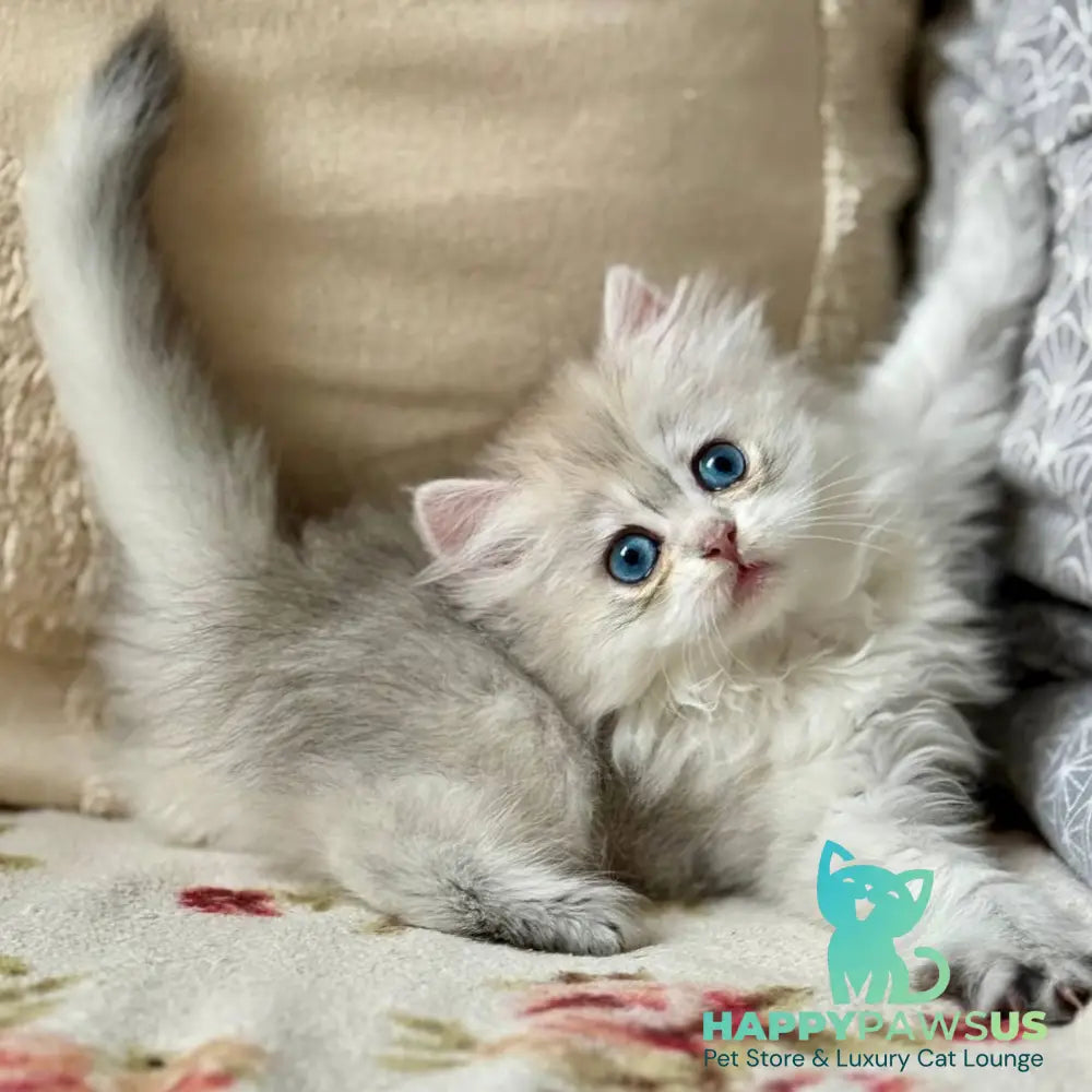 Billy British Longhair female black silver ticked tabby - live animals