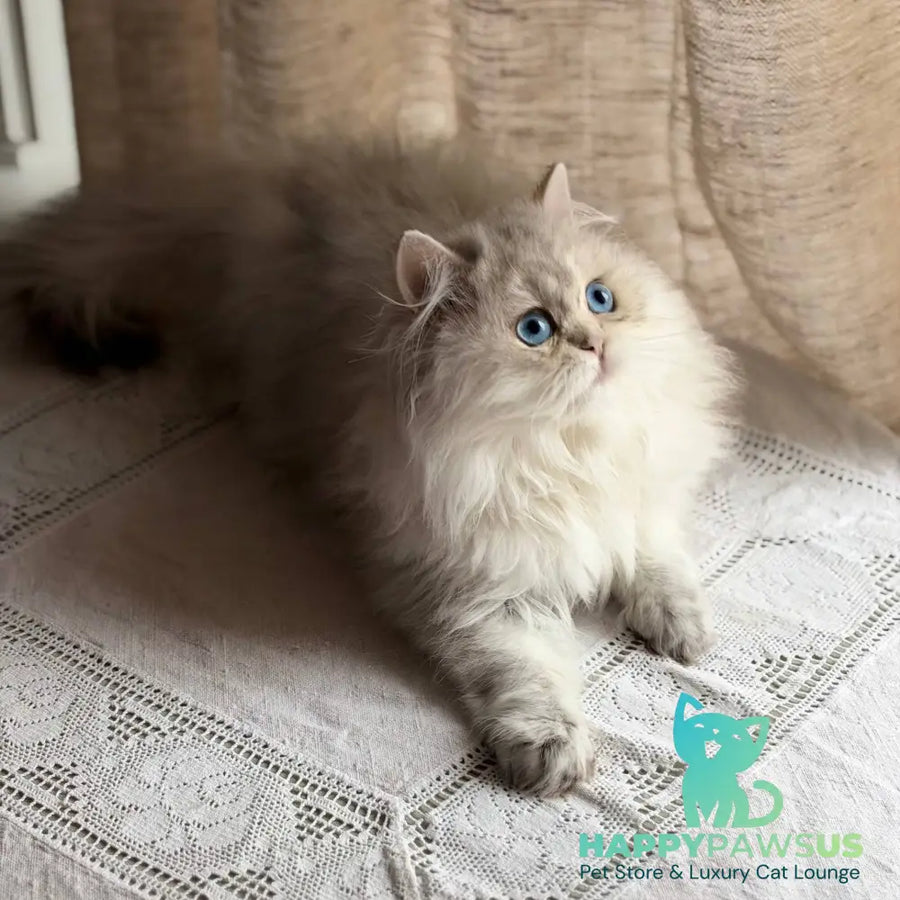 Billy British Longhair female blue silver ticked tabby - live animals