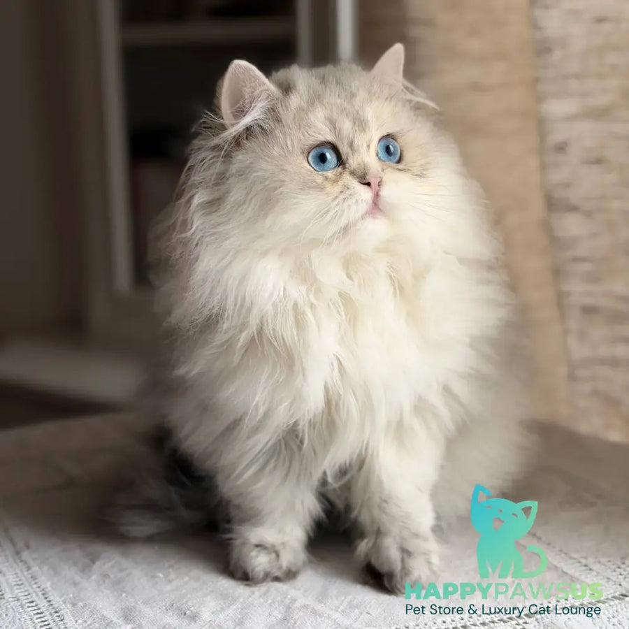 Billy British Longhair female blue silver ticked tabby - live animals