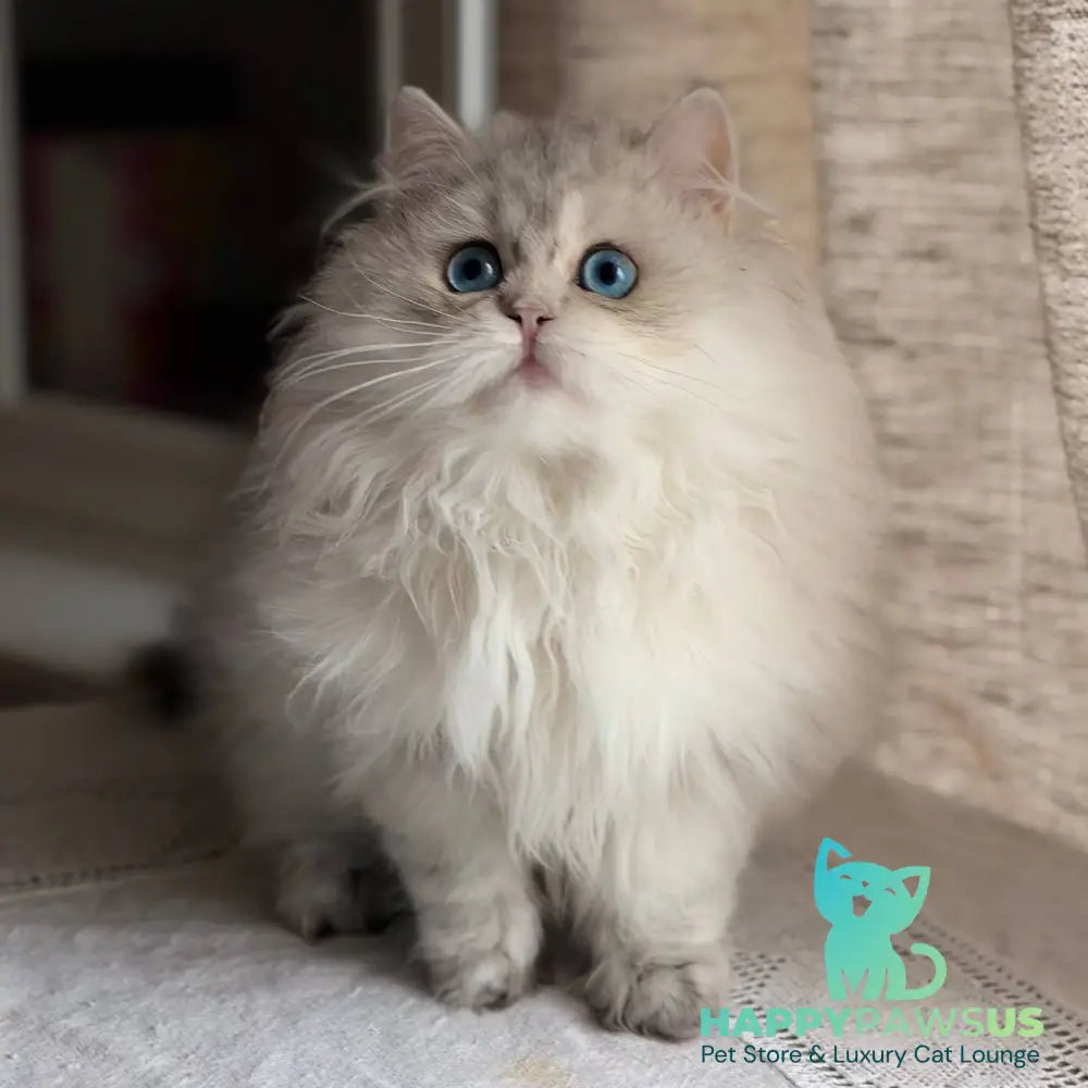Billy British Longhair female blue silver ticked tabby - live animals