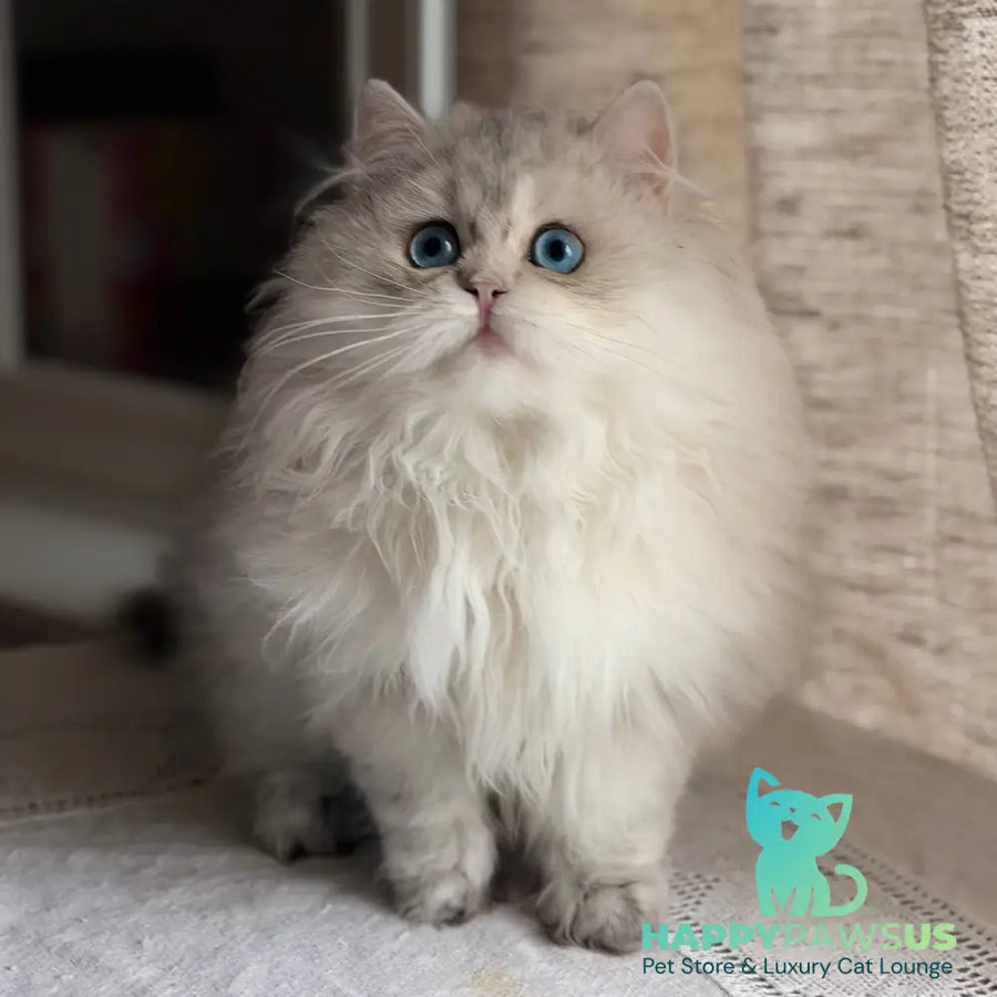 Billy British Longhair female blue silver ticked tabby - live animals