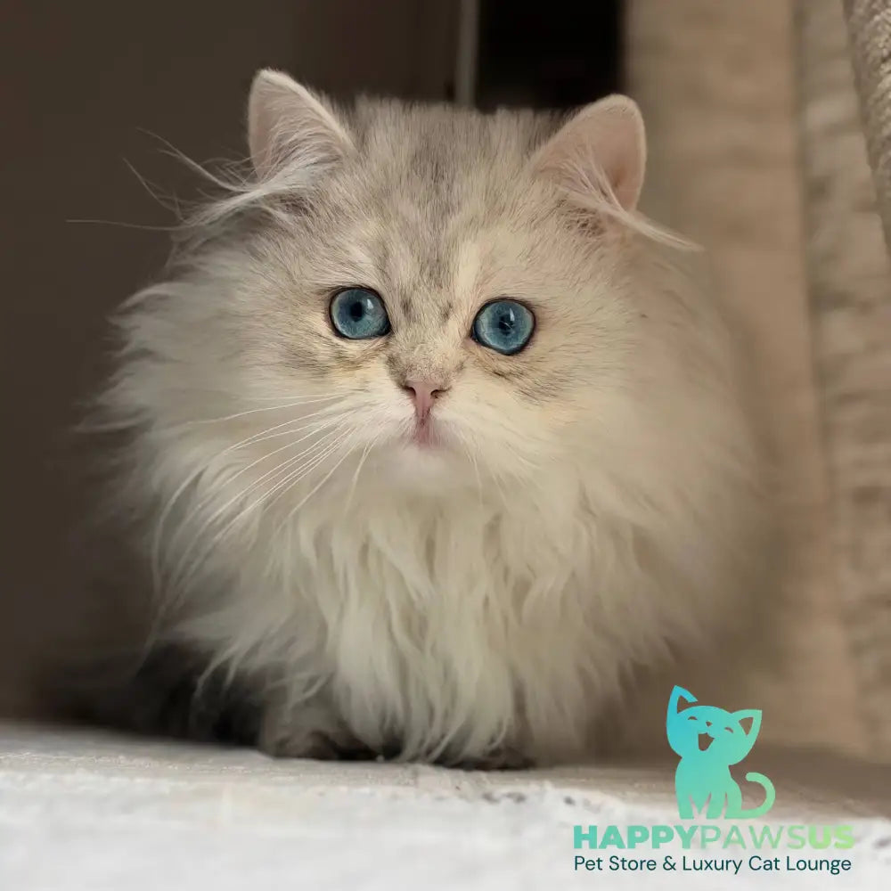 Billy British Longhair female blue silver ticked tabby - live animals