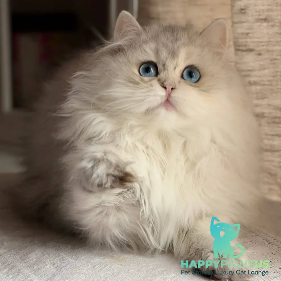 Billy British Longhair female blue silver ticked tabby - live animals