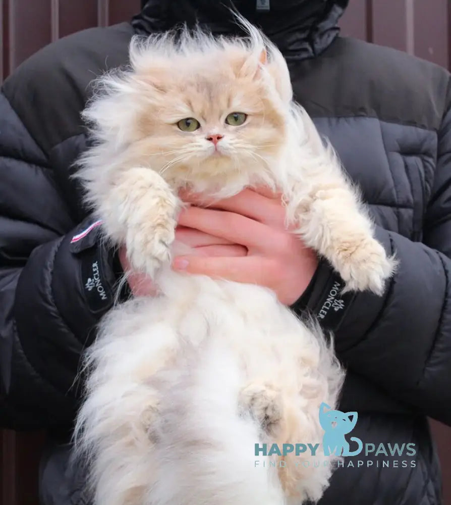 Billy British Longhair male blue golden shaded live animals