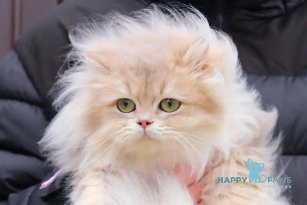 Billy British Longhair male blue golden shaded live animals