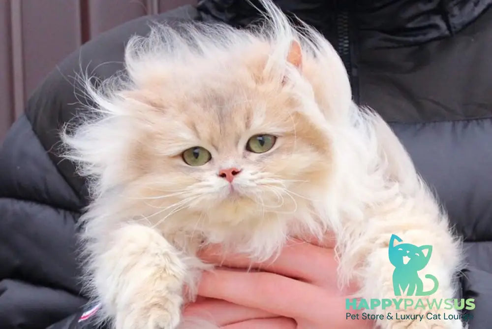 Billy British Longhair male blue golden shaded live animals