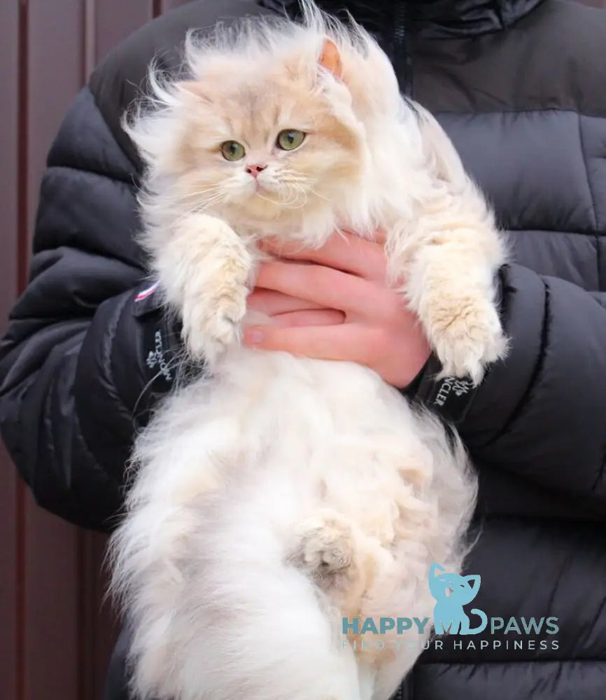 Billy British Longhair male blue golden shaded live animals