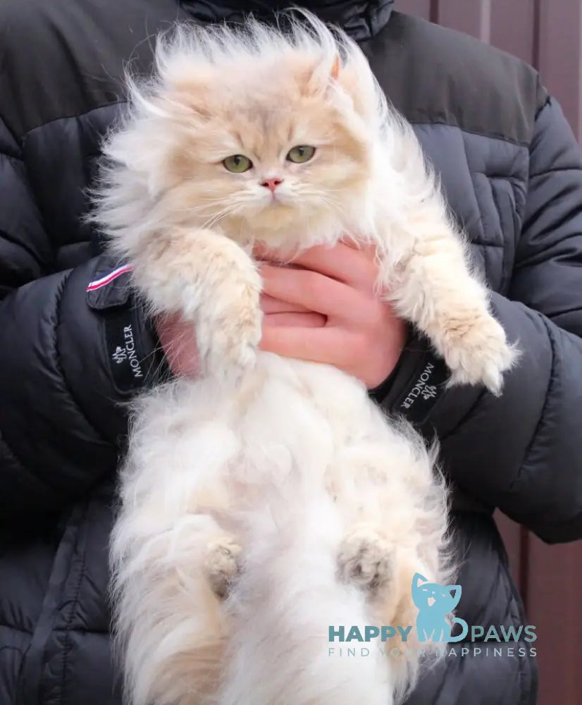 Billy British Longhair male blue golden shaded live animals