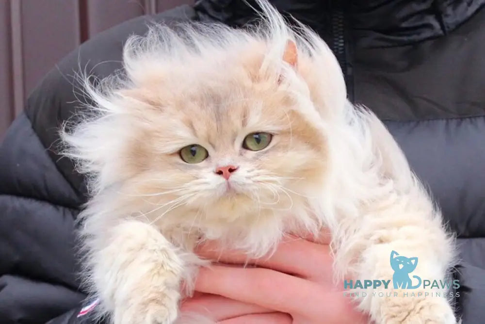 Billy British Longhair male blue golden shaded live animals