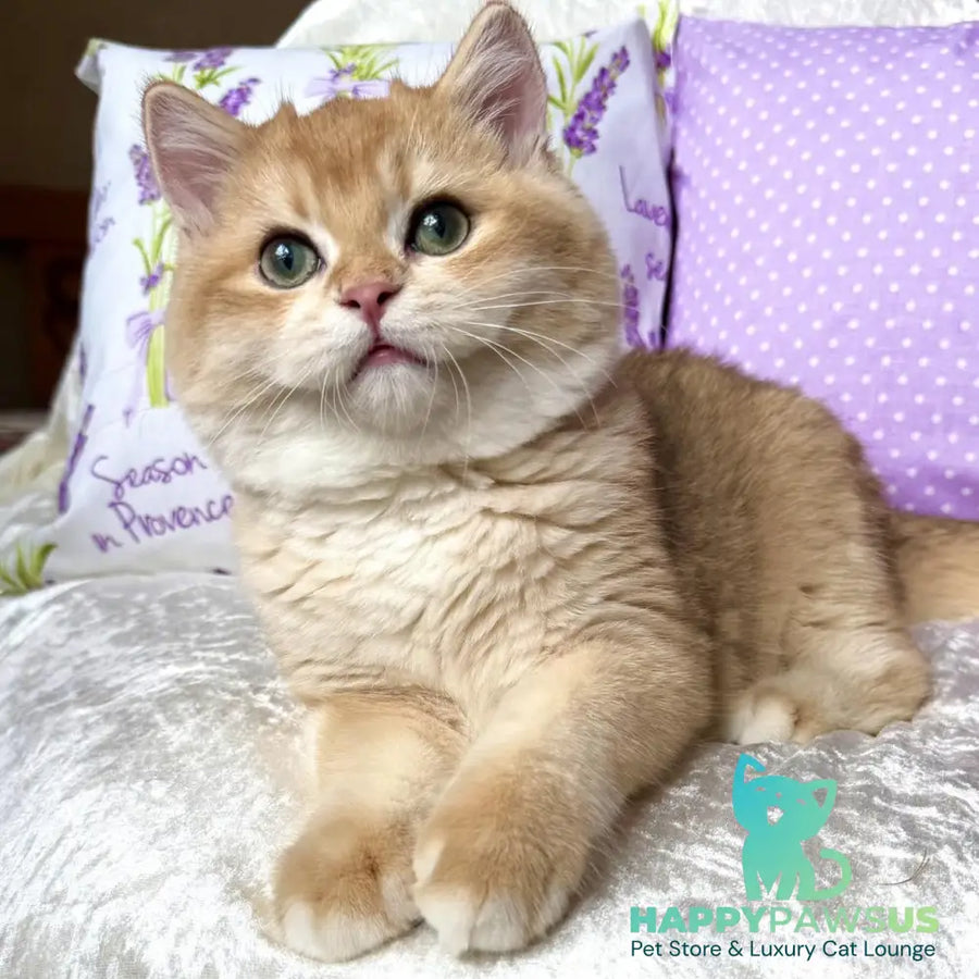 Billy British Shorthair male black golden chinchilla - live animals